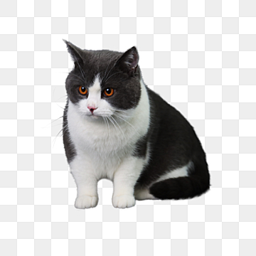 A cat